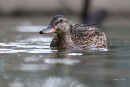 <p>KACHNA DIVOKÁ (Anas platyrhynchos) /Mallard - Stockente/</p>